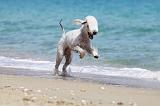 BEDLINGTON TERRIER 074